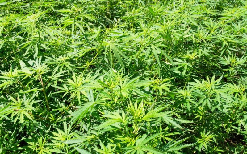 Modoc and Lassen County Authorities Eradicate Illegal Cannabis Operations in Joint Enforcement Effort