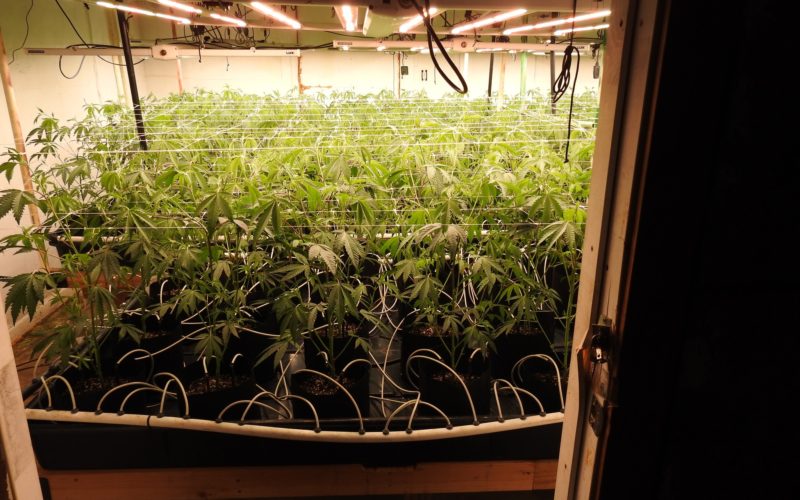 Traffic Stop Reportedly Leads to Discovery of Illegal Indoor Cannabis Grow Operation in Calaveras County