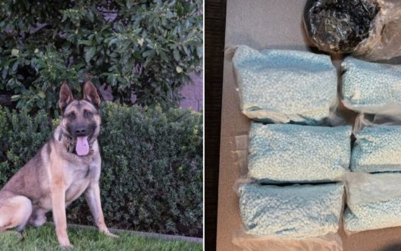Modesto Police K-9 Assists in Major Narcotics Seizure