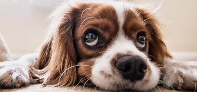 Sheriff’s Office Investigates Dog’s Death in Pioneer, Seeks Information