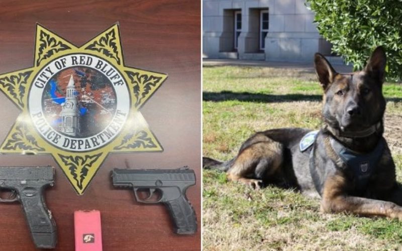 Red Bluff Police Apprehend Fugitive with Help of K-9, Preventing Potential Lethal Encounter