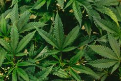 Mendocino County Authorities Discover Illegal Cannabis Cultivation Site After Two People Shot