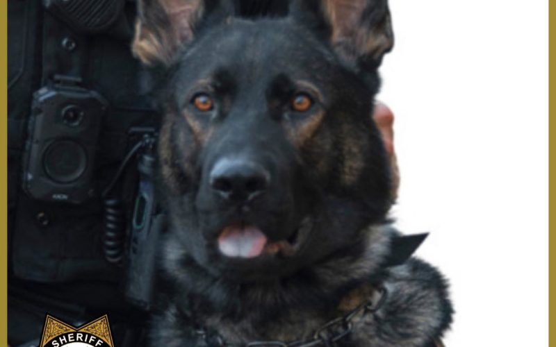 Burglary Turns into Barricade Situation – K-9 Apprehends Suspect