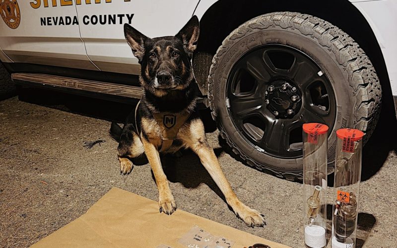 K9-Assisted Narcotics Investigation Leads to Arrests, Firearm Seizure in Grass Valley