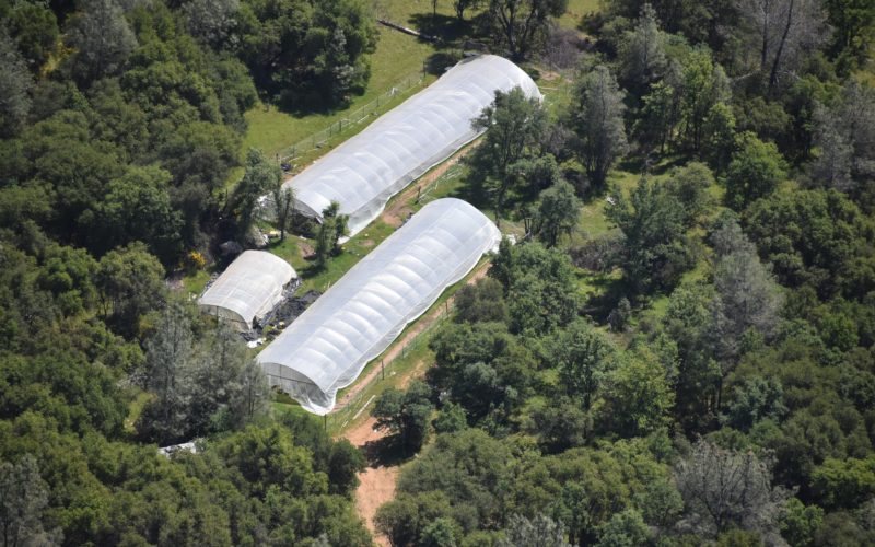 Nevada County Sheriff’s Office Launches Annual Crackdown on Illegal Cannabis Grows, Two Arrested