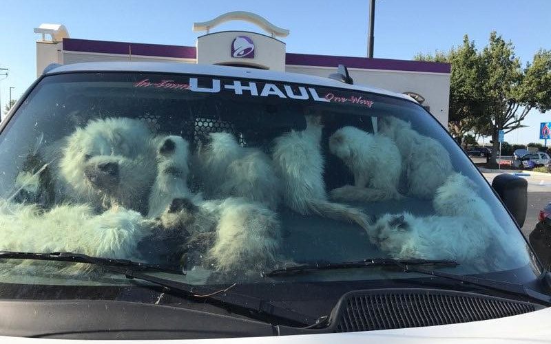 Merced County Authorities Rescue Over 100 Malnourished Cats from U-Haul Truck; Suspect Arrested
