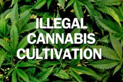 Calaveras County Authorities Carry Out Search Warrant at Illegal Cannabis Grow Site