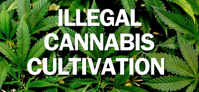 Calaveras County Authorities Carry Out Search Warrant at Illegal Cannabis Grow Site