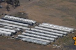 Plumas County Sheriff’s Office Seizes Thousands of Marijuana Plants in Sierra Valley