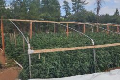 Lassen County Authorities Dismantle Six Illegal Cannabis Cultivation Operations