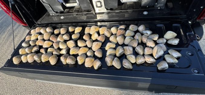 Four Individuals Cited for Illegal Clamming, 93 Undersized Pismo Clams Recovered