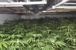 Authorities Reportedly Seize 46 Pounds of Processed Cannabis from Illegal Indoor Grow Site in Mokelumne Hill